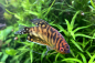 Preview: Goldener Fadenfisch – Trichogaster trichopterus
