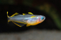 Preview: Gabelschwanz Blauauge/Regenbogenfisch - Pseudomugil furcatus