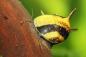 Preview: Geweichschnecke auf Wurzel im Aquarium