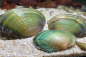 Preview: Grüne Süßwassermuschel - Cristaria tenuis