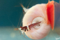 Preview: Harlekingarnele - Caridina woltereckae