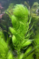 Preview: Hornkraut - Hornblatt - Ceratophyllum demersum