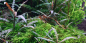 Preview: Hygrophila pinnatifida - Tropica 1-2-Grow, im Aquarium.