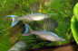 Preview: Filigran-Regenbogenfisch - Prachtregenbogenfisch - Iriatherina werneri