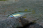 Preview: Filigran-Regenbogenfisch - Prachtregenbogenfisch - Iriatherina werneri