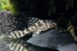 Preview: Yellow Zebra - L 401 - Hypancistrus sp.