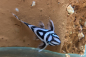 Preview: Zebra Harnischwels - L 46 - Hypancistrus zebra