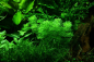 Preview: Blütenstielloser Sumpffreund - Limnophila sessiliflora, im Aquarium.