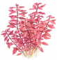 Preview: Kleine tiefrote Ludwigie - Ludwigia palustris "Super Red", als Zeichnung.