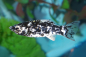 Preview: Dalmatiner Molly - Poecilia sphenops