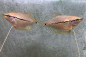 Preview: Mosaikfadenfisch - Trichogaster leeri