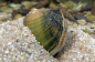 Preview: Grüne Süßwassermuschel - Cristaria tenuis