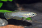 Preview: Normans Leuchtaugenfisch - Aplocheilichthys bzw. Poropanchax normani