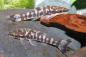 Preview: Zebra Ohrgitterharnischwels - Otocinclus cocama