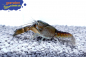 Preview: Procambarus vasquezae