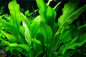 Preview: Echinodorus grisebachii 'Bleherae'  im Aquarium
