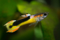Preview: Red Chest Saddleback Endler Guppy - Poecilia wingei