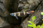 Preview: Ringelhechtling - Epiplatys annulatus ein kleiner und wunderschöner Fisch