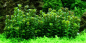 Preview: Rotala indica "Bonsai" - Tropica 1-2-Grow, eingepflanzt unter Wasser.