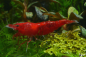 Preview: Rote Sakura Garnele - Neocaridina davidi