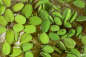Preview: Kleinohriger Schwimmfarn - Salvinia auriculata