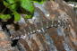 Preview: Achtringe Schmerle Medusa - Serpenticobitis octozona