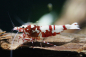 Preview: Red Galaxy Pinto Skyfish Garnele – Caridina sp. DNZ
