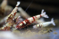 Preview: Red Galaxy Pinto Skyfish Garnele – Caridina sp. DNZ