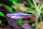 Preview: Schleierkardinal - Tanichthys albonubes long fin