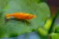 Preview: Blood Sunkist Neocaridina Männchen und Weibchen
