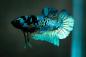 Preview: Kampffisch  Männchen - Betta splendens - Deutsche Nachzucht