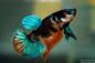 Preview: Kampffisch  Männchen - Betta splendens - Deutsche Nachzucht