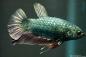 Preview: Kampffisch  Männchen - Betta splendens - Deutsche Nachzucht