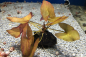 Preview: Tigerlotus rot - Nymphaea rubra