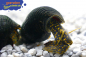 Preview: Gepunktete Felsenschnecke Tylomelania sp. yellow spotted