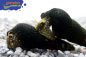 Preview: Gepunktete Felsenschnecke Tylomelania sp. yellow spotted