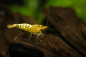Preview: Yellow Fishbone Garnele - gelbe Fischgräten Garnele - Caridina sp.