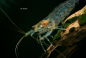 Preview: Amanogarnele - Caridina multidentata
