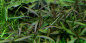 Preview: Hygrophila lancea "Araguaia" - Tropica 1-2-Grow!