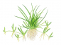 Preview: Littorella uniflora, Europäischer Strandling - Tropica 1-2-Grow!