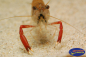 Preview: Großarmgarnele - Macrobrachium sp. Red Claw