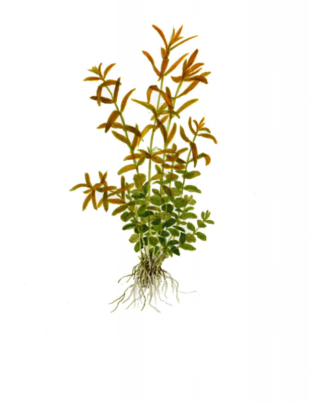 Rundblättrige Rotala - Rotala rotundifolia