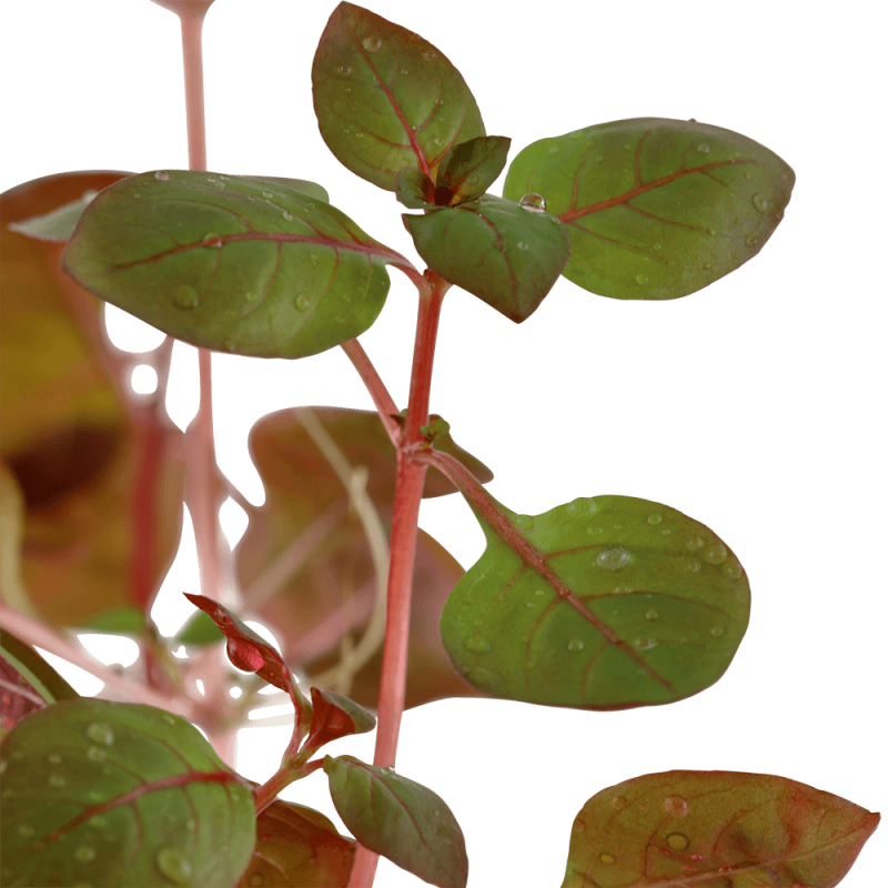 Kleine tiefrote Ludwigie - Ludwigia palustris "Super Red" -
