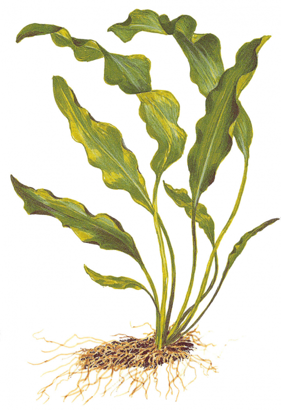 Zeichnung von Aponogeton ulvaceus – Madagaskar-Wasserähre