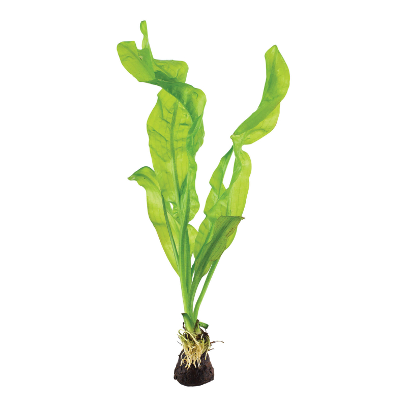 Aponogeton ulvaceus – Madagaskar-Wasserähre clean