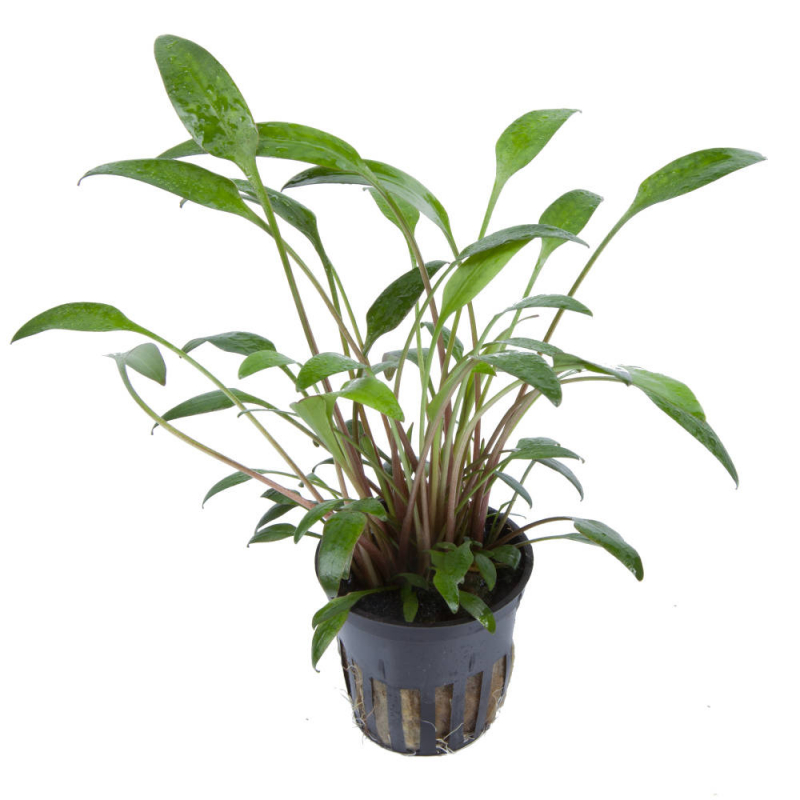 Willis Wasserkelch - Cryptocoryne x willisii, ganze Pflanze.