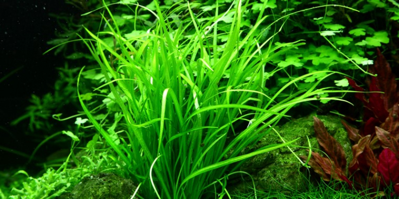Helanthium tenellum 'Green' - Tropica 1-2-Grow!