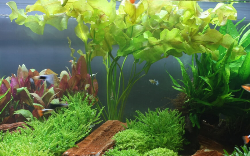 Aponogeton ulvaceus – Madagaskar-Wasserähre im Aquarium