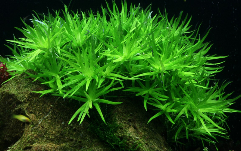 Heteranthera zosterifolia - Seegrasblättriges Trugkölbchen - Tropica 1-​2-​Grow!