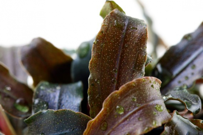 Bucephalandra 'Kedagang' - Tropica 1-2-Grow!